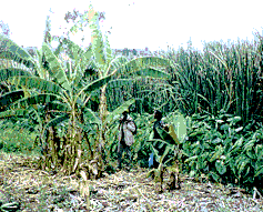 banana plants